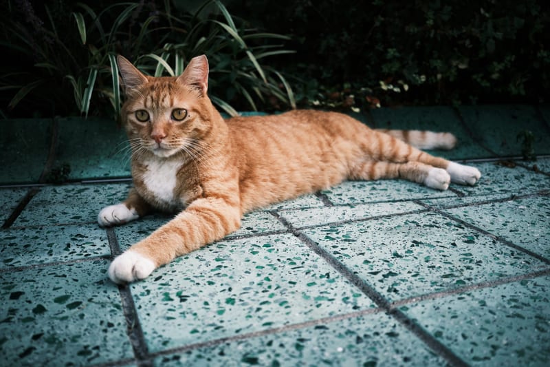 动物-猫