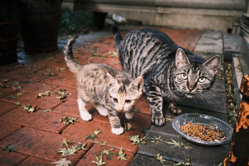 猫-两只吃饭的猫